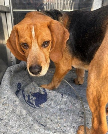 Found pets currently in the care of Halifax Animal Services