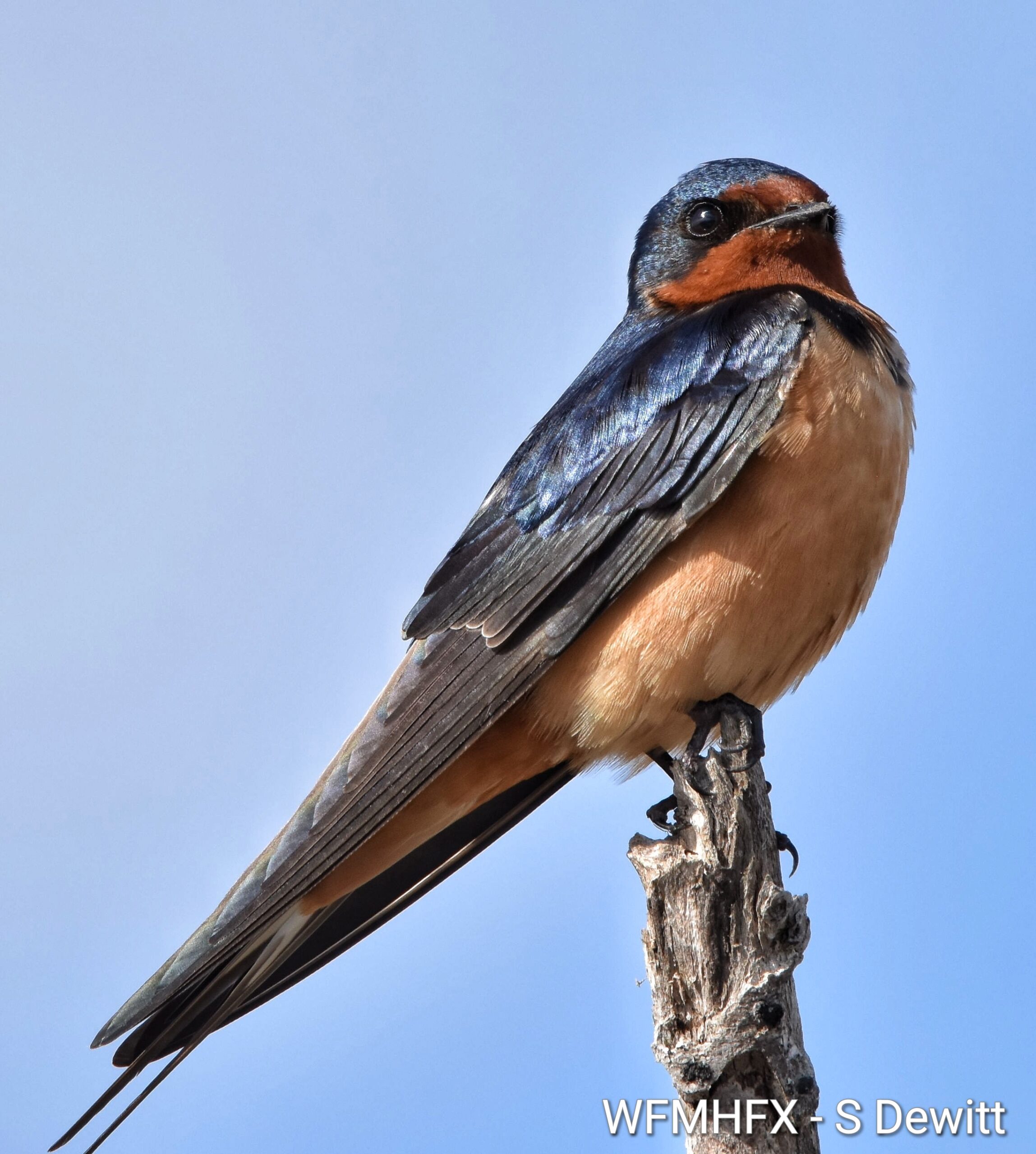 Migratory Bird Day falls on the second weekend of every May