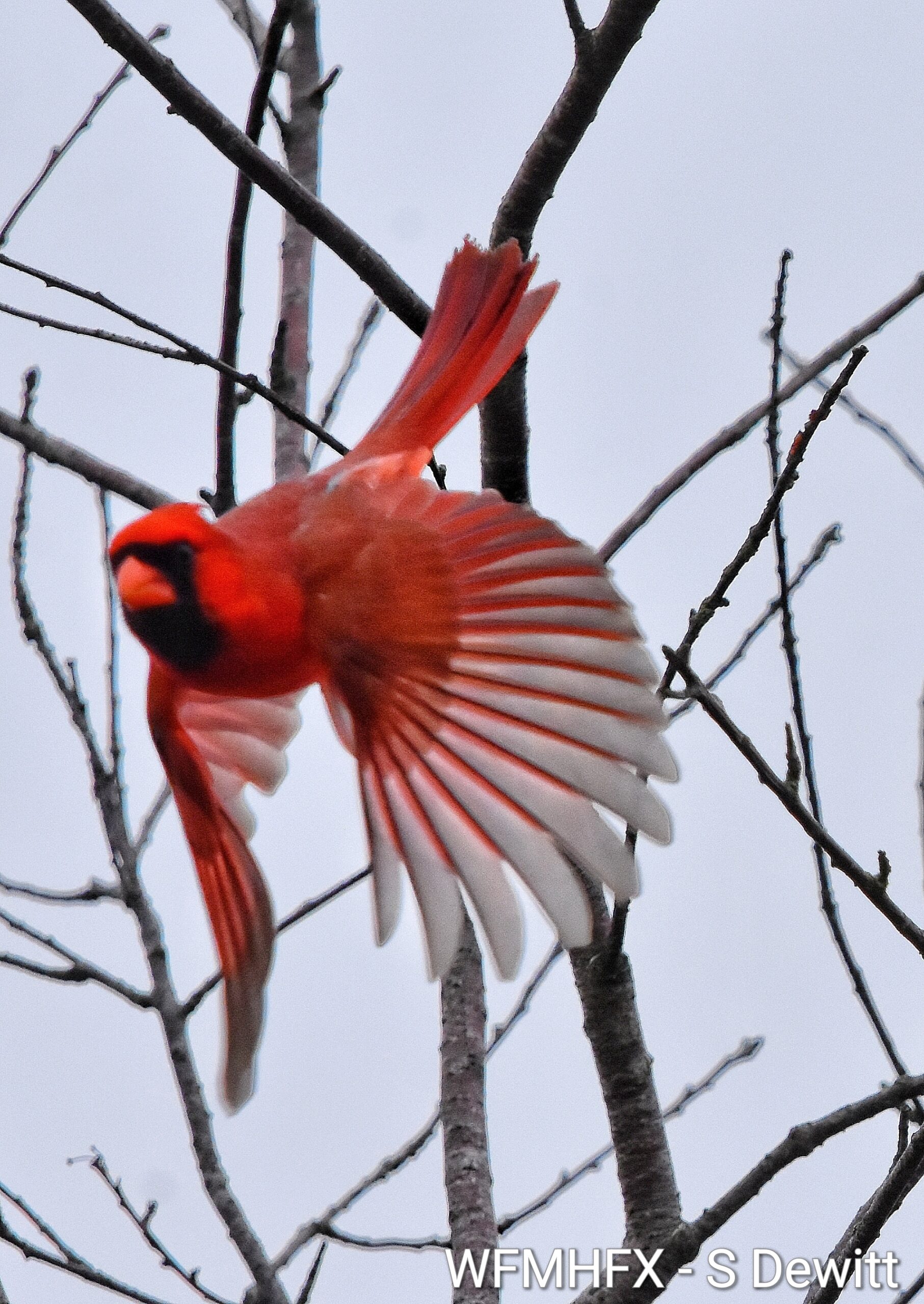 We’re excited to be back at Shubie Park for another early morning birding walk as part of Halifax Bird Week