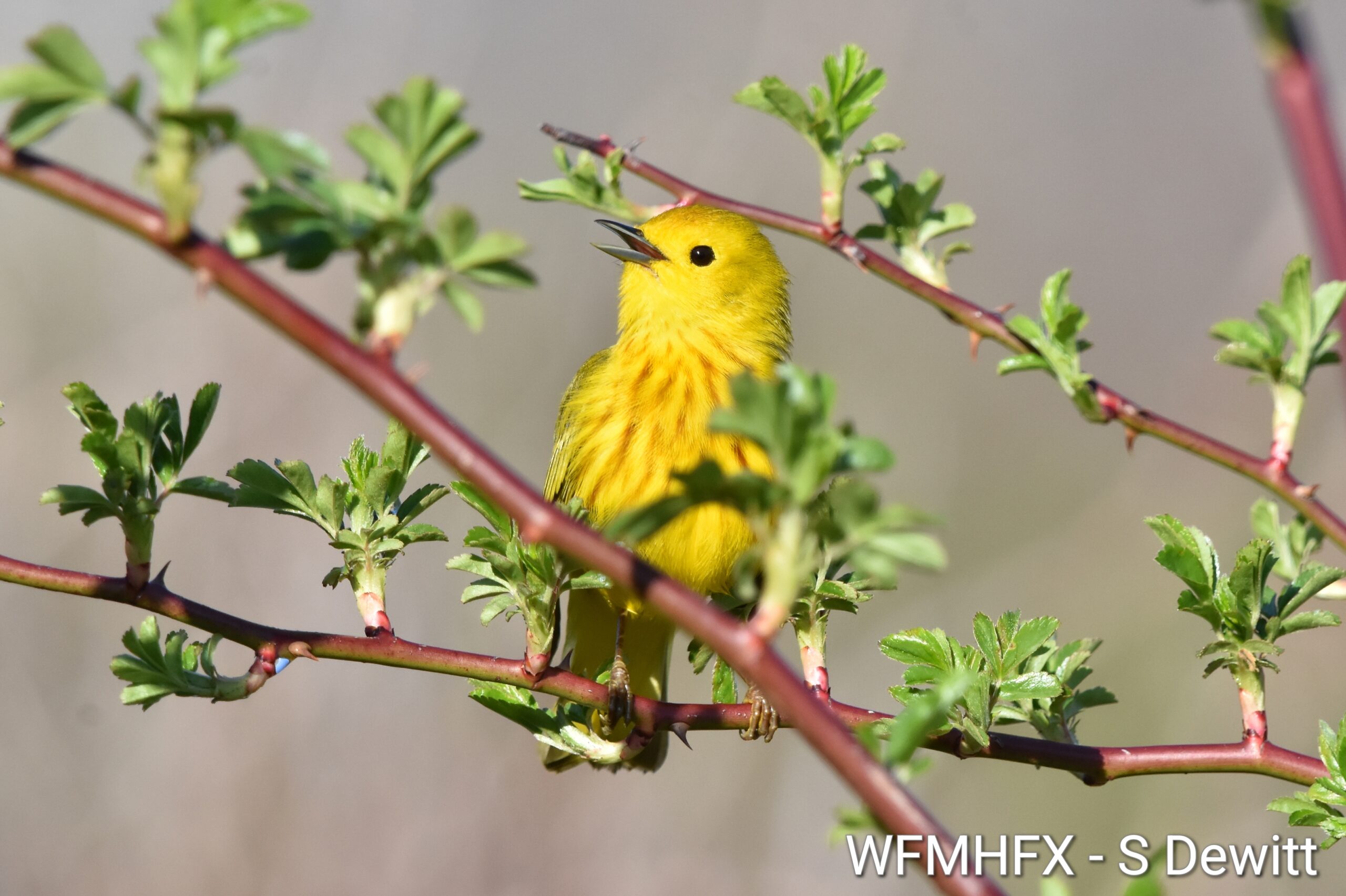 Bird Friendly Halifax coalition member Karen McKendry will be leading a beginner bird walk in Councillor Shawn Cleary’s District 9!