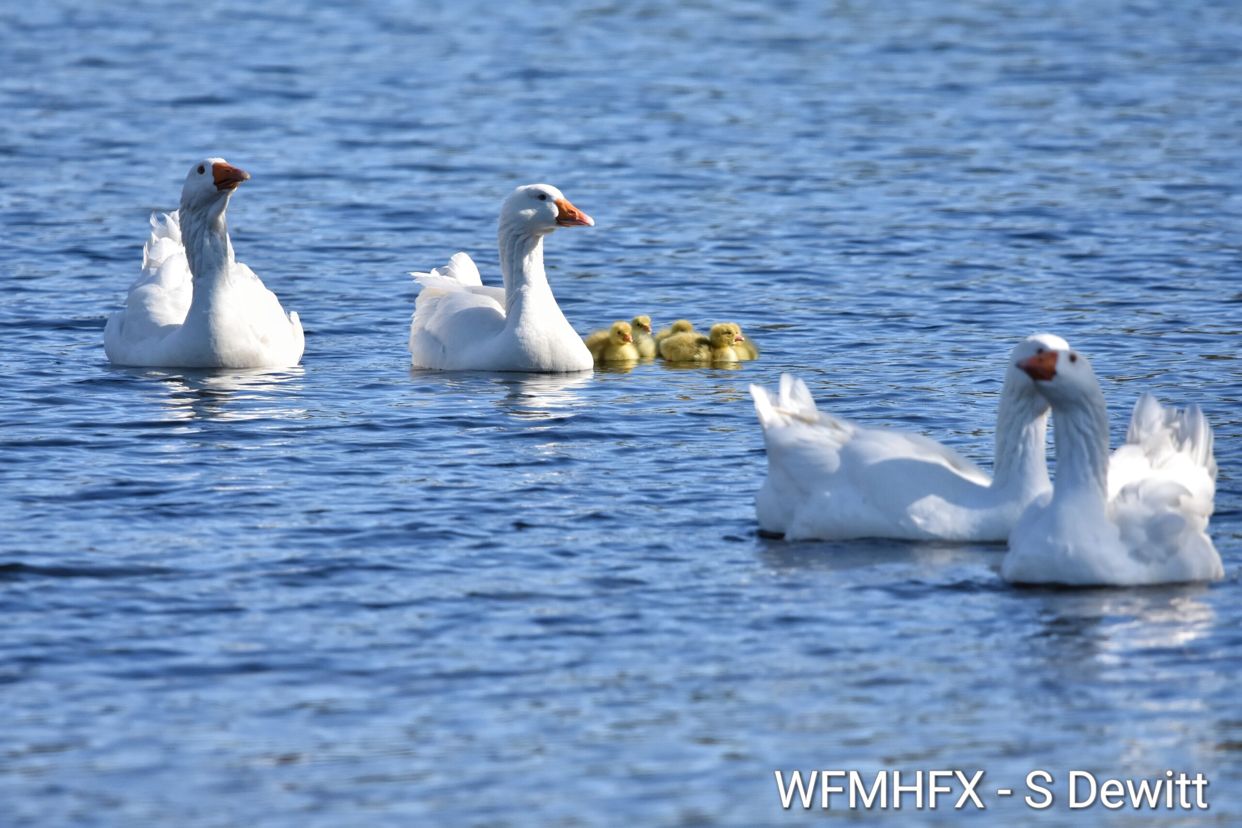 Look who's honking!  Gosling explore their new world at Sullivan's Pond