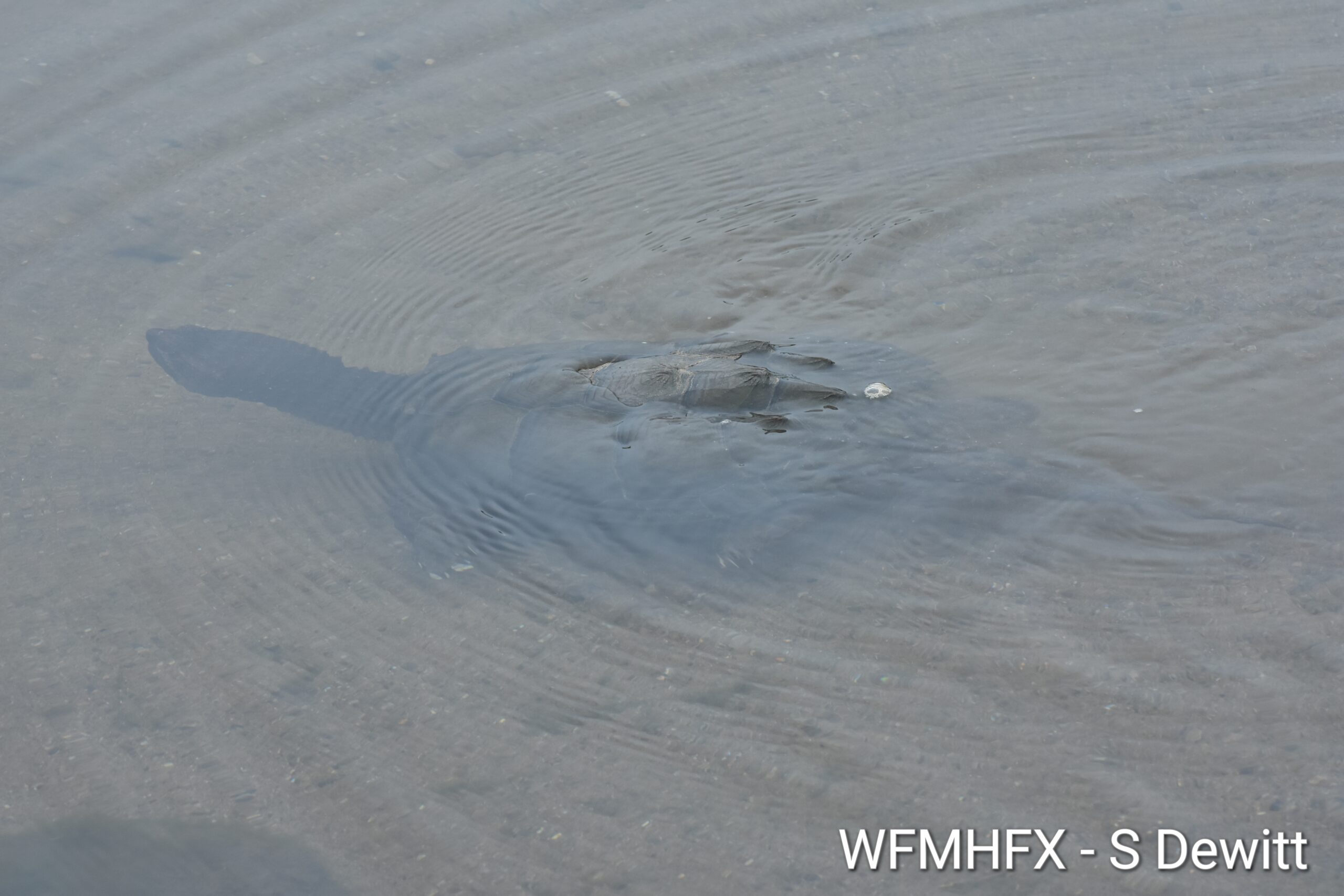A reminder: The Turtle Patrol wants you to contact them if you see any turtles