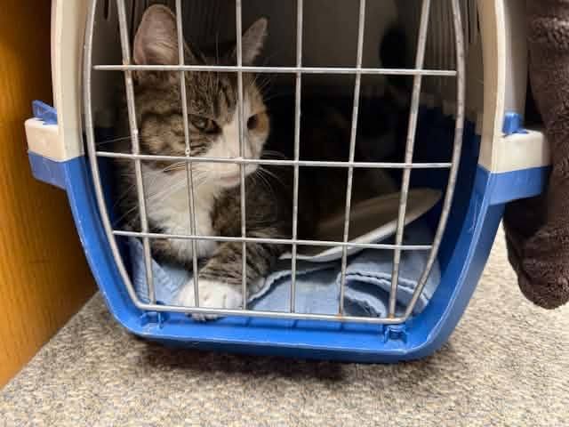 A passing motorist safely scooped up this beautiful cat from the MacKay Bridge today