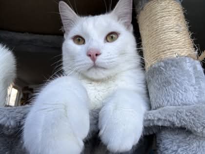 NS SPCA Adoptable - Phantom