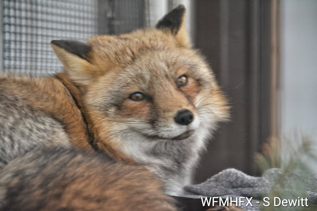 Frankie the Fox has been with HFW for 8 years today!