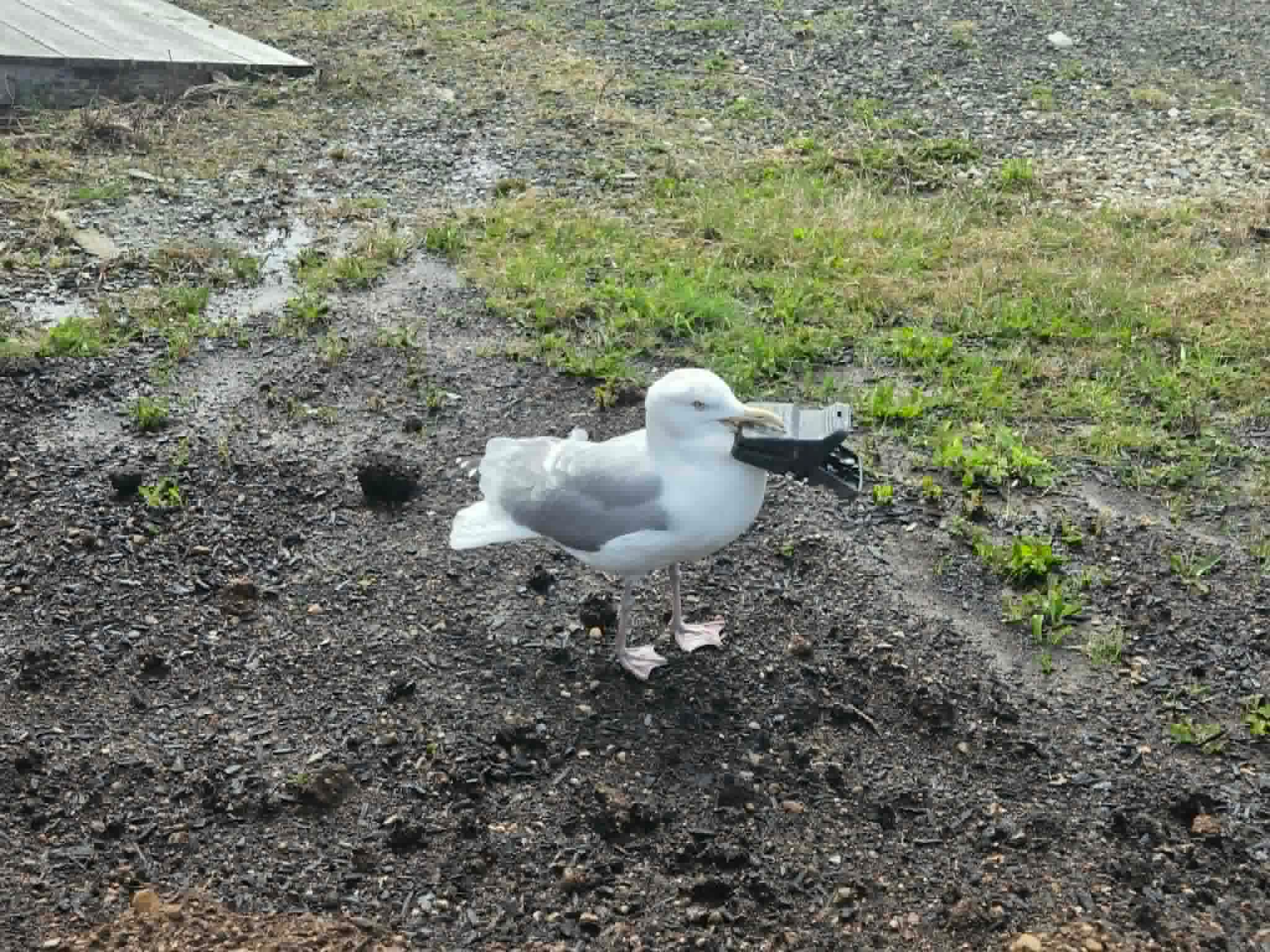 This herring gull found himself in a dangerous predicament when he thought he found something tasty left outside