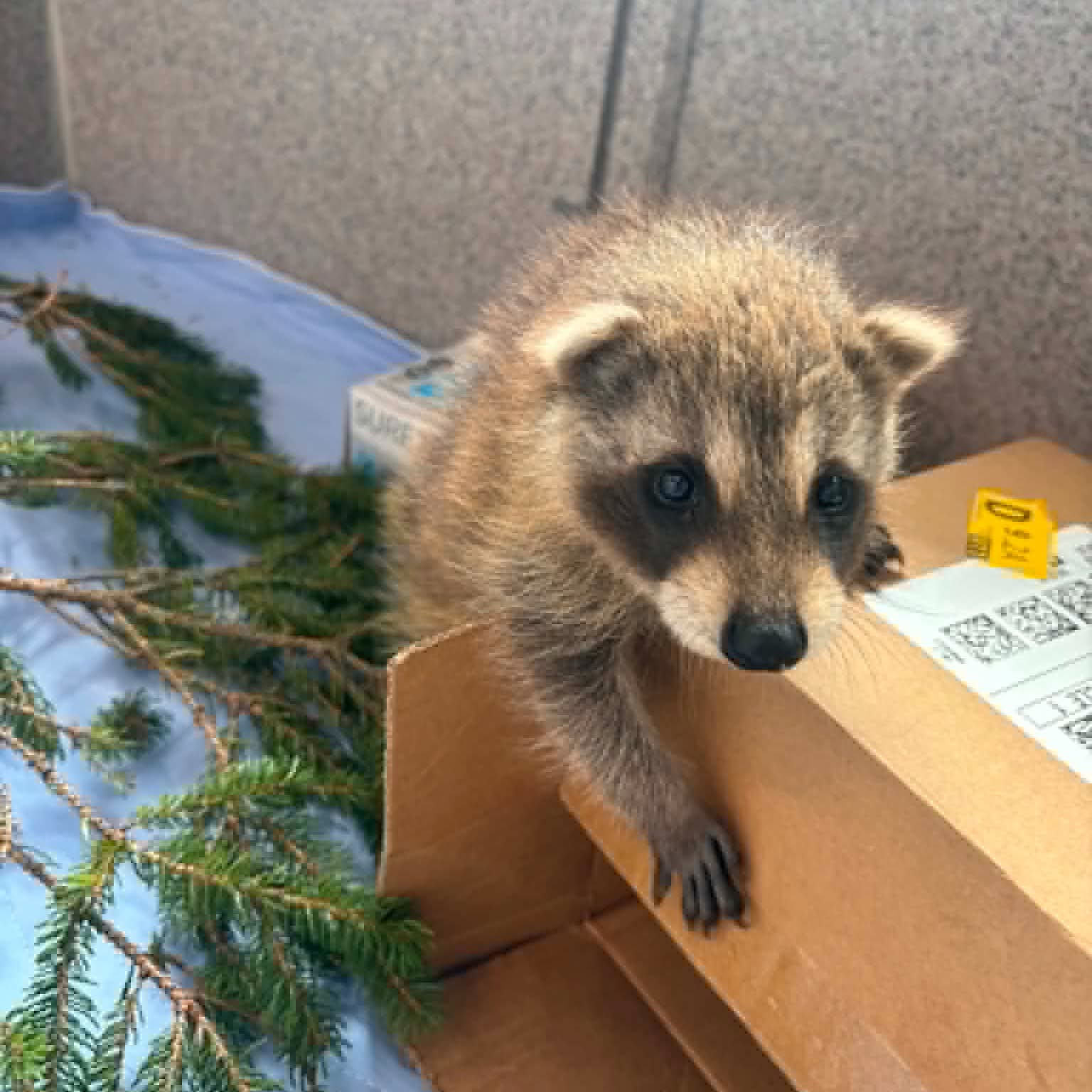 Baby season is one of the busiest times for wildlife rehabbers