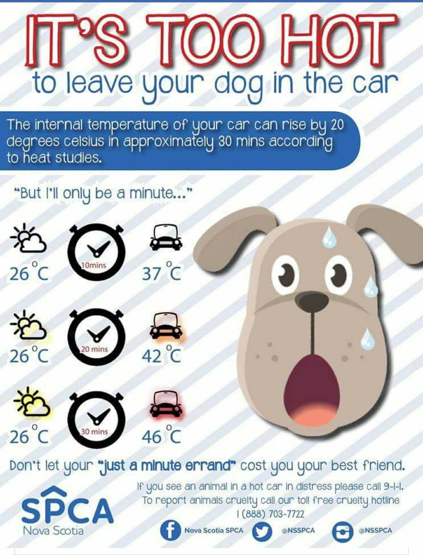 Keep your pets safe by keeping them out of hot cars