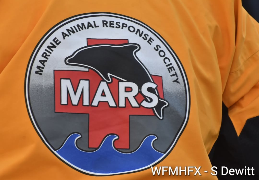 Protecting marine mammals is a global responsibility