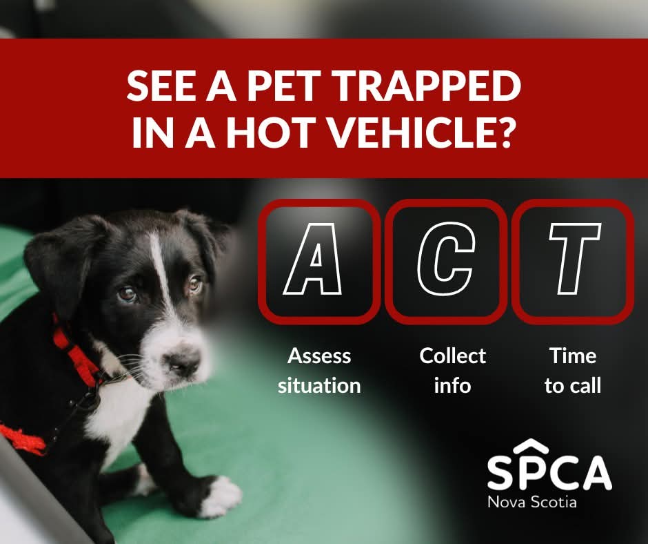 If you see a pet in a hot car, remember to ACT. A-C-T.