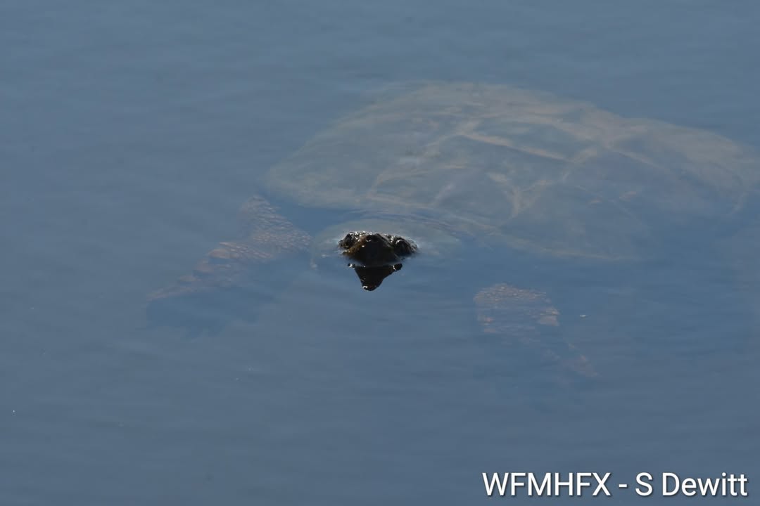World Turtle Day! May 23, 2026