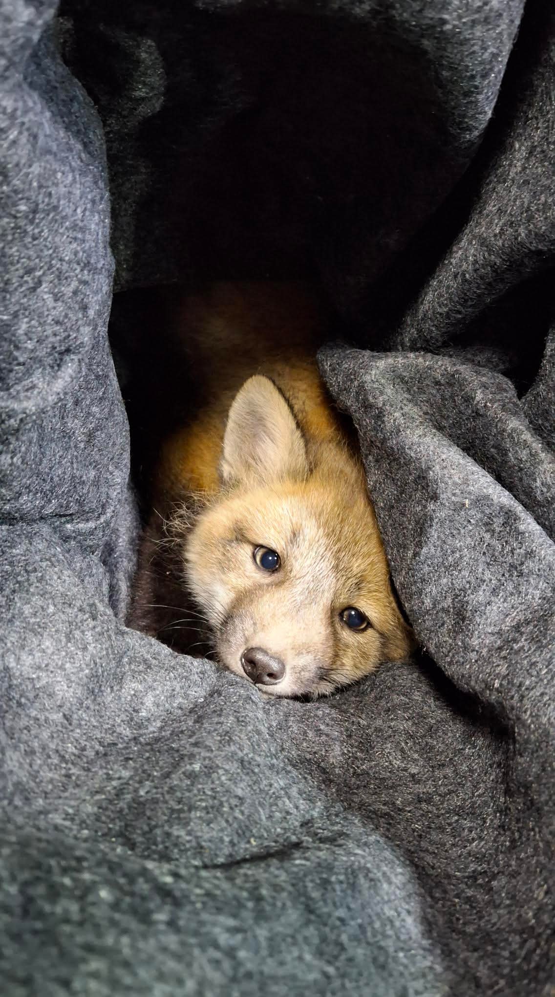 What started as a routine patrol for an RCMP NS officer in Tantallon quickly turned into a life-saving mission for a furry friend