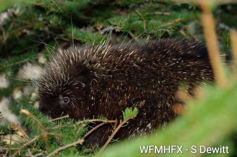 Trees needed at Hope for Wildlife!
