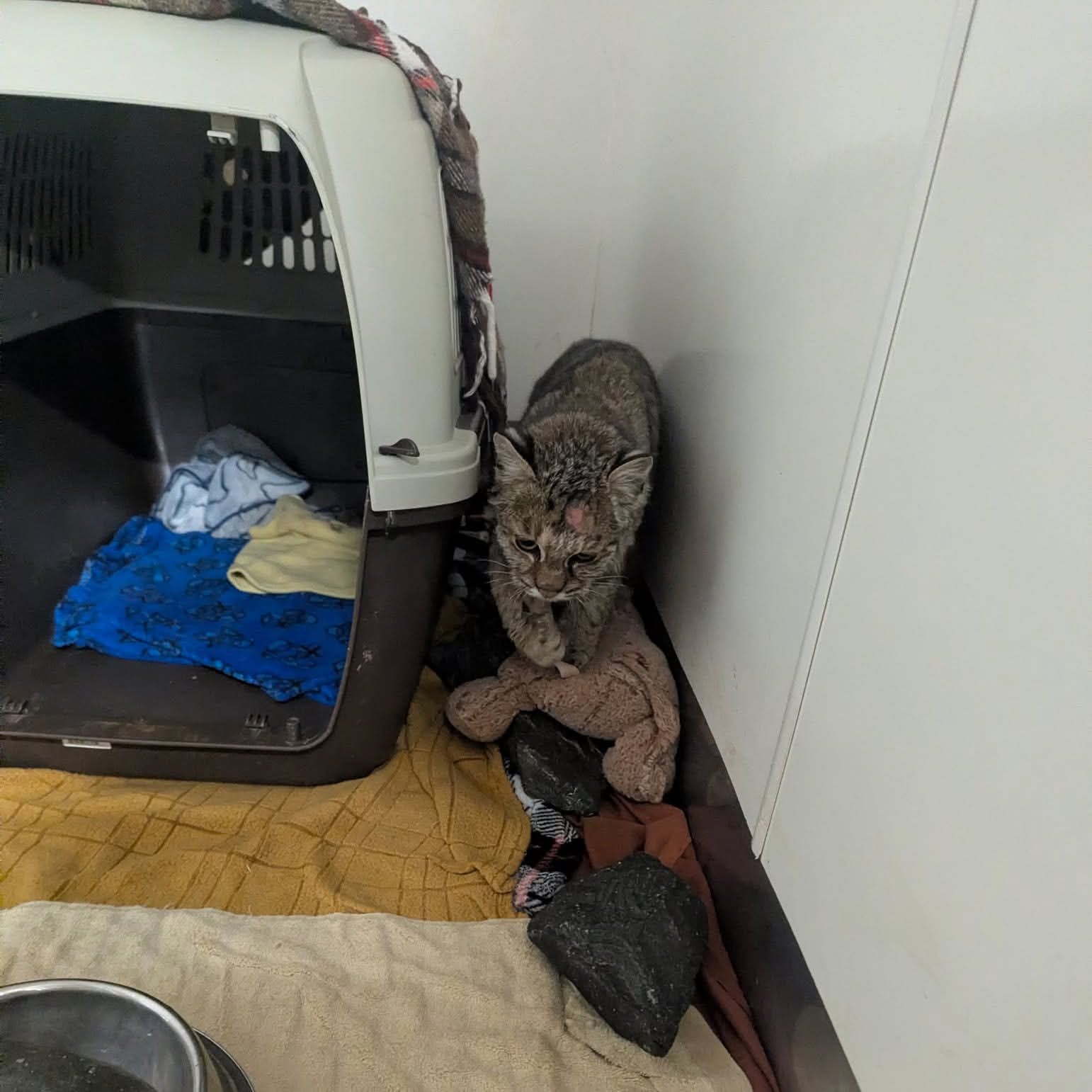 This juvenile bobcat was recently admitted with serious disorientating head trauma after being hit by a car. She's currently recovering in our ICU