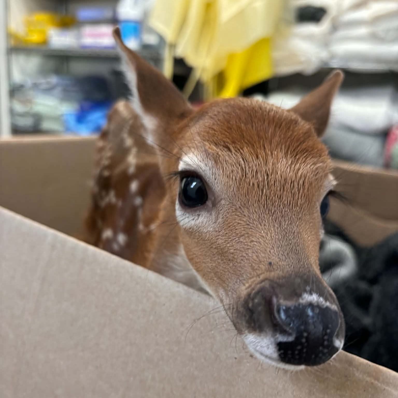 The fawn have started arriving!
