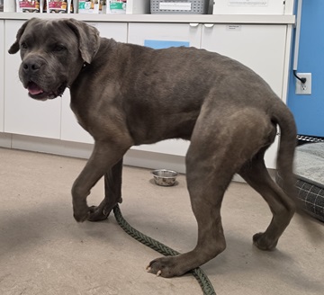 Found pets currently in the care of Halifax Animal Services