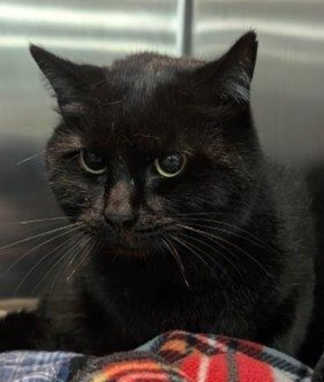 Found pets currently in the care of Halifax Animal Services