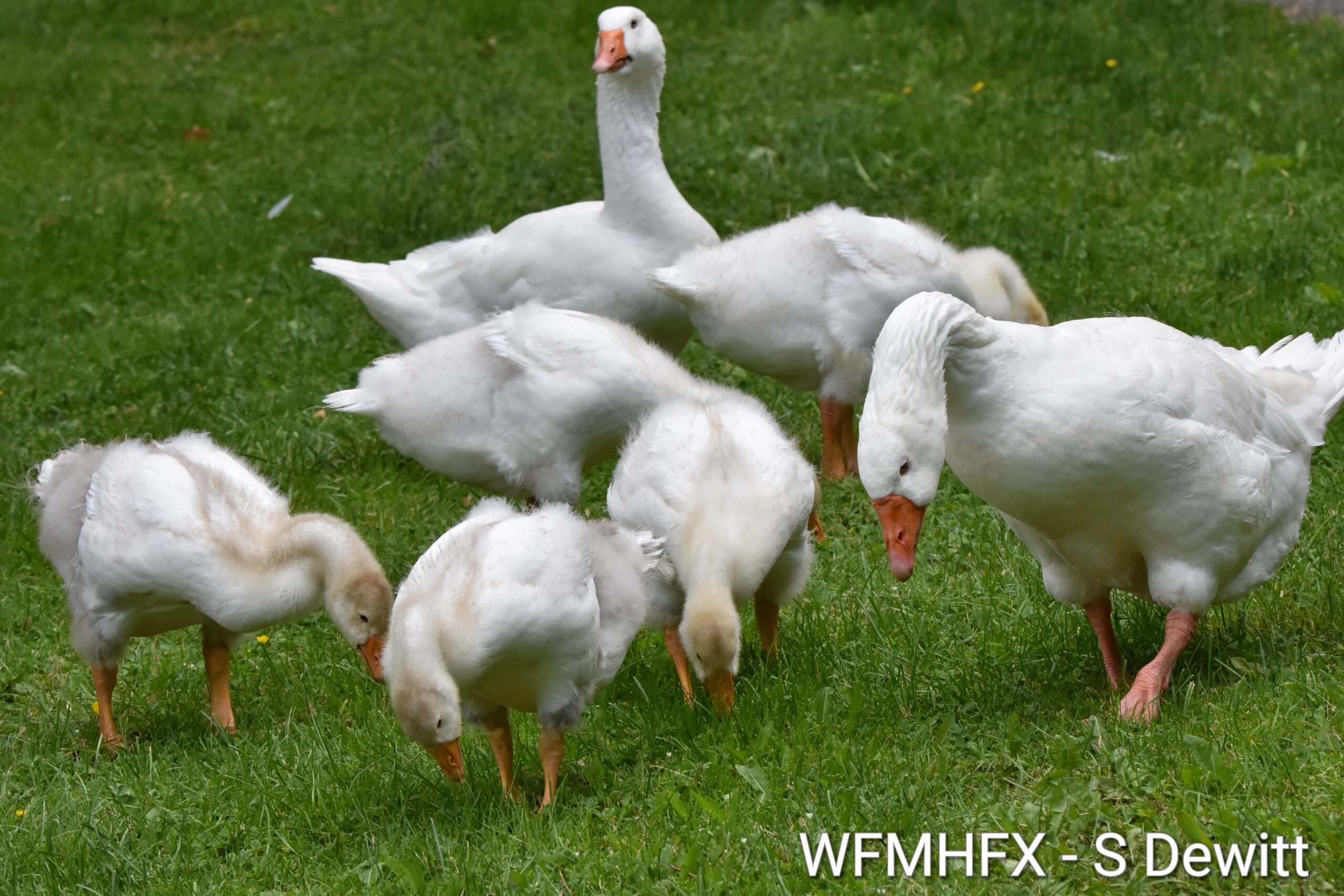 In photos - The gaggle of goslings at Sullivan's Pond are growing up fast, but mom and dad are still keeping a very protective eye on them!