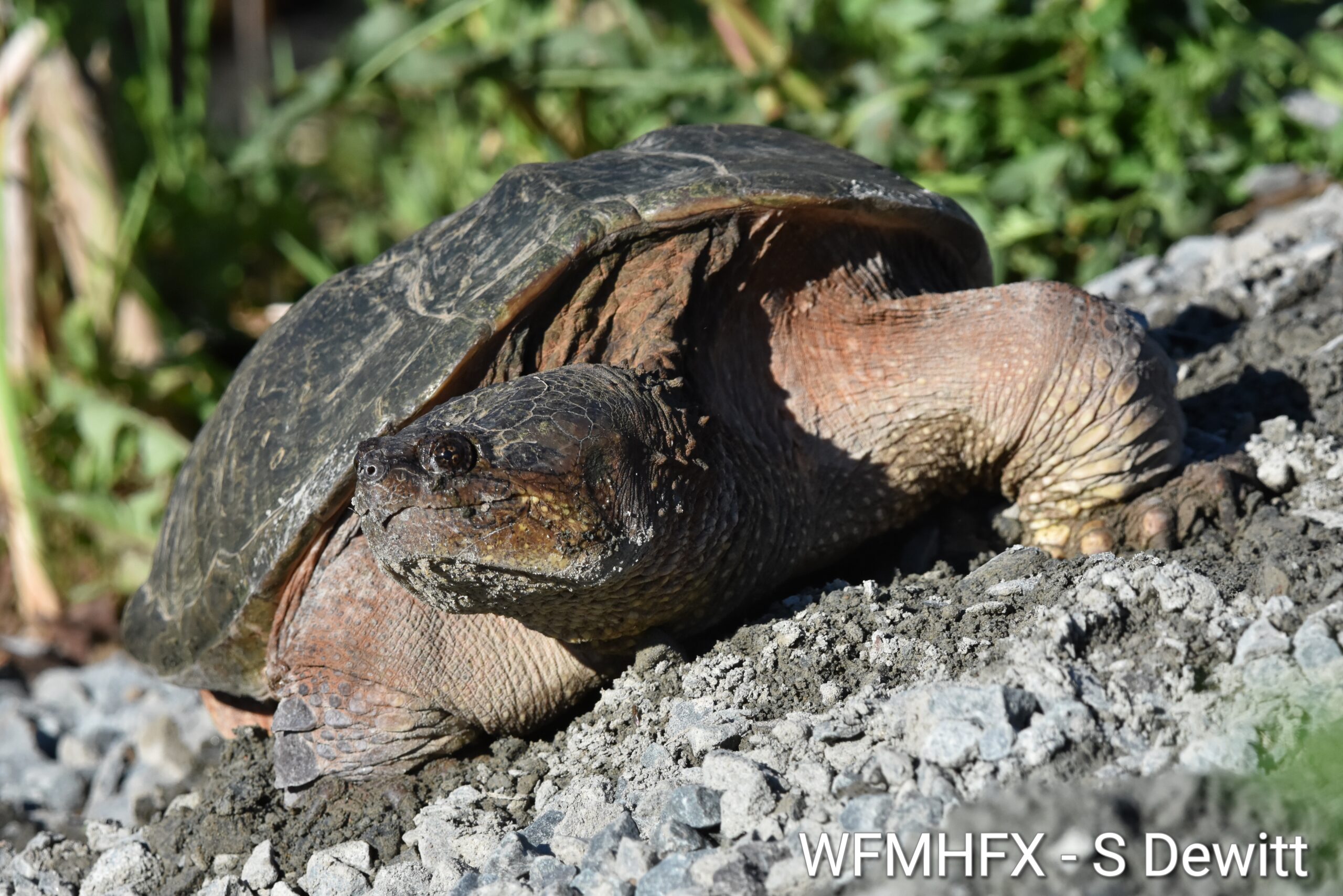 In photos - Beautiful little dinosaur doing her best to keep the species alive
