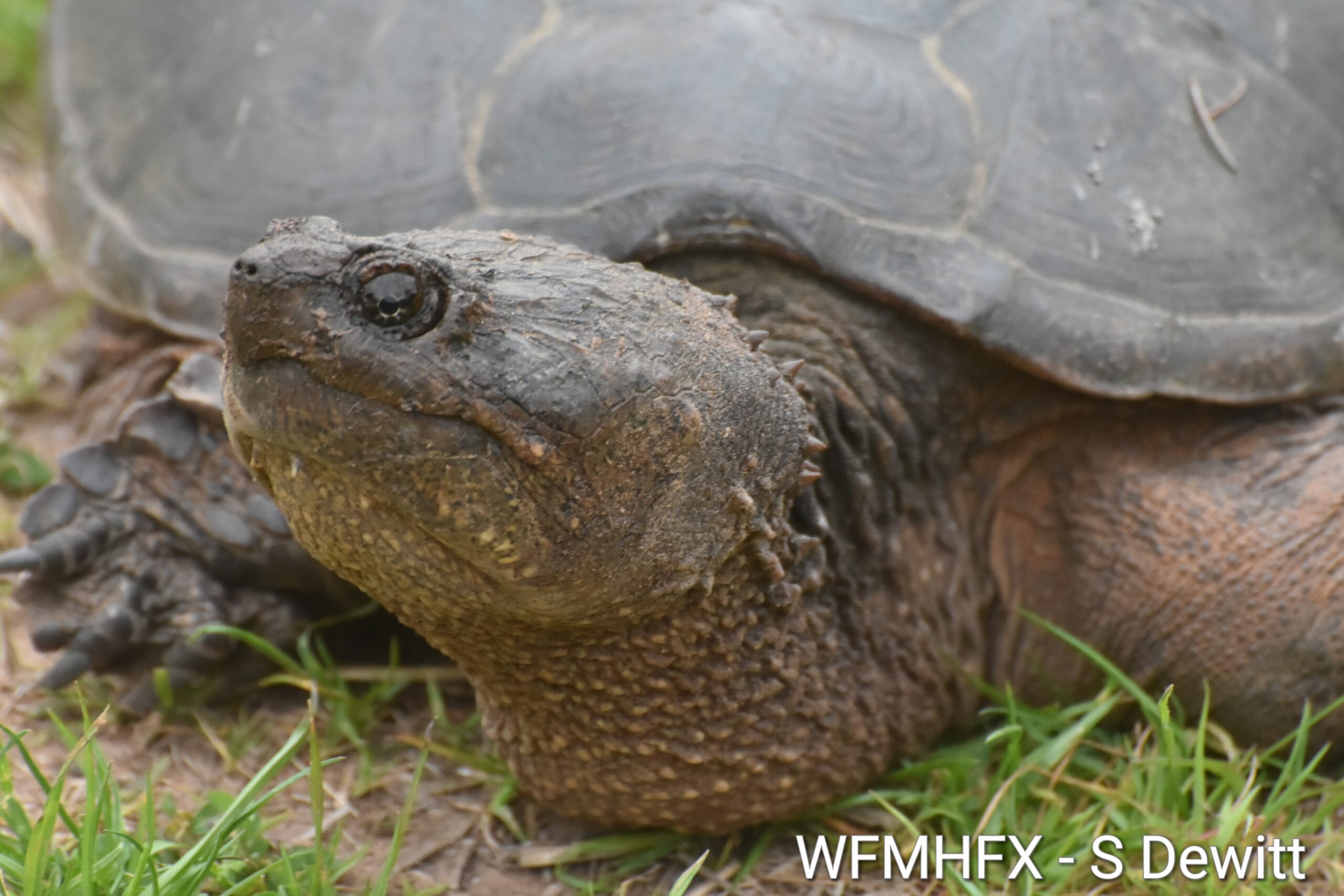 Goals of the Nova Scotia Turtle Patrol