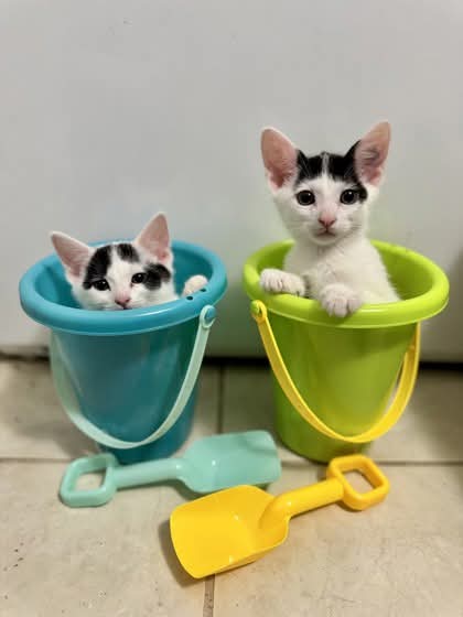 NS SPCA Adoptable - Jello and Pudding