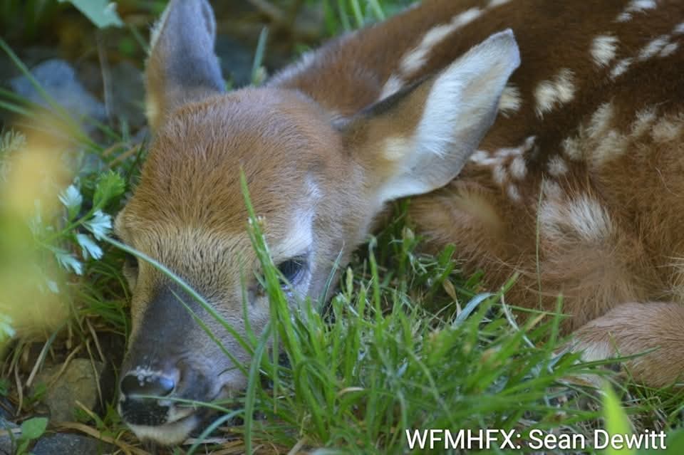 Did you know that mother deer leave their fawns alone on purpose?