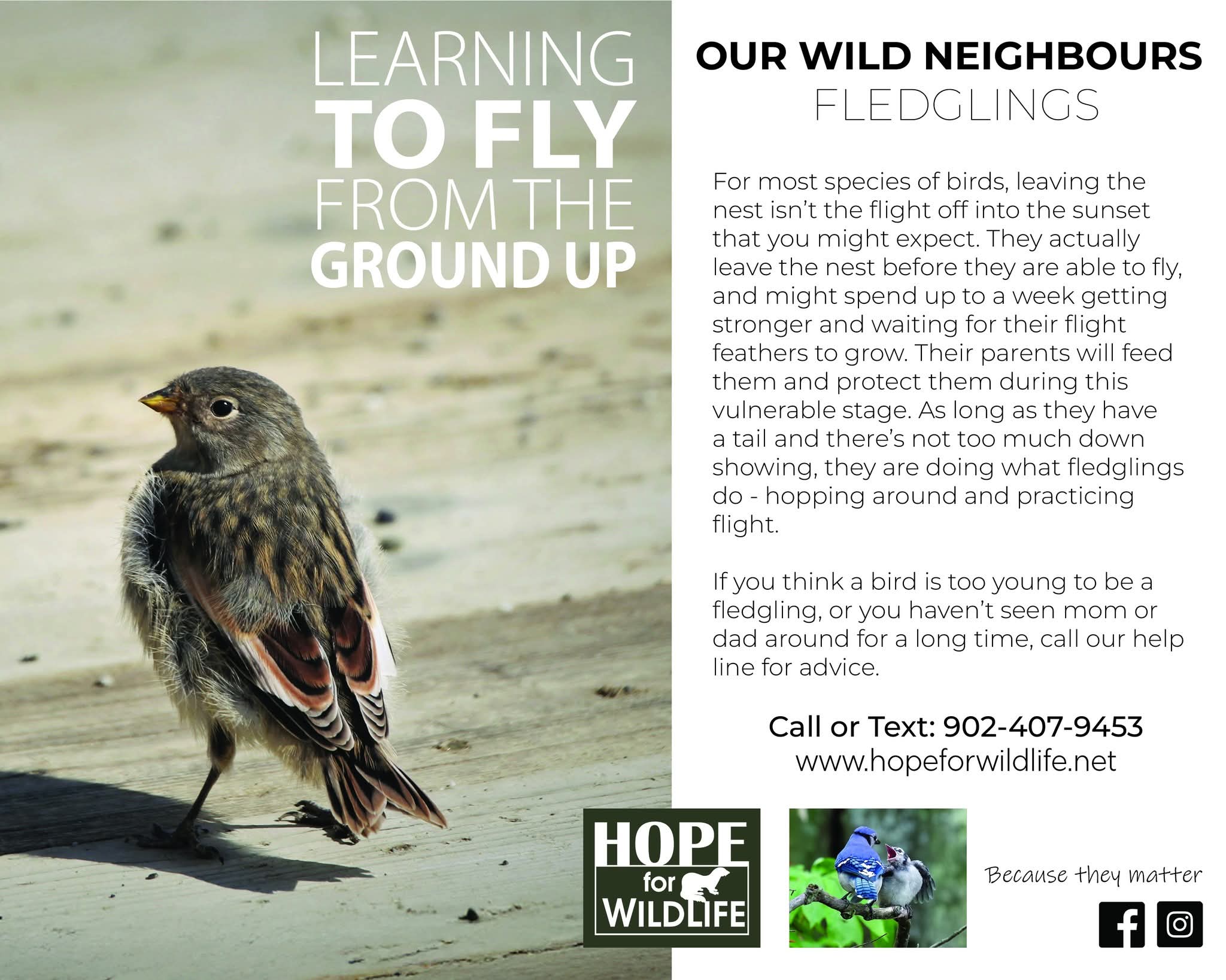 It's fledging time!