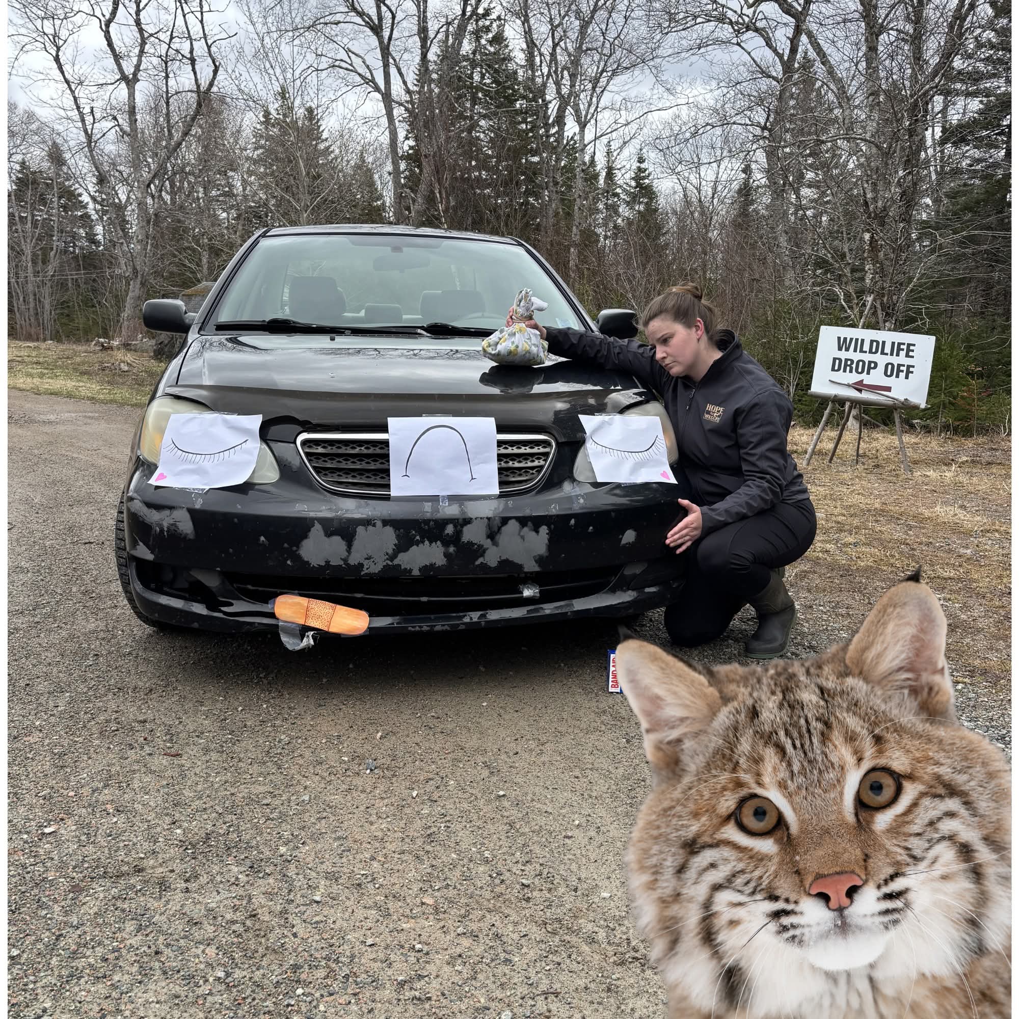 Hope for Wildlife - Sad cars!