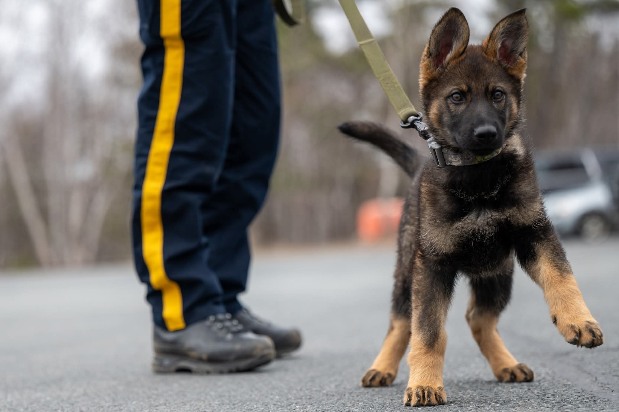 RCMP - Meet our newest addition to Police Dog Services, Banjo