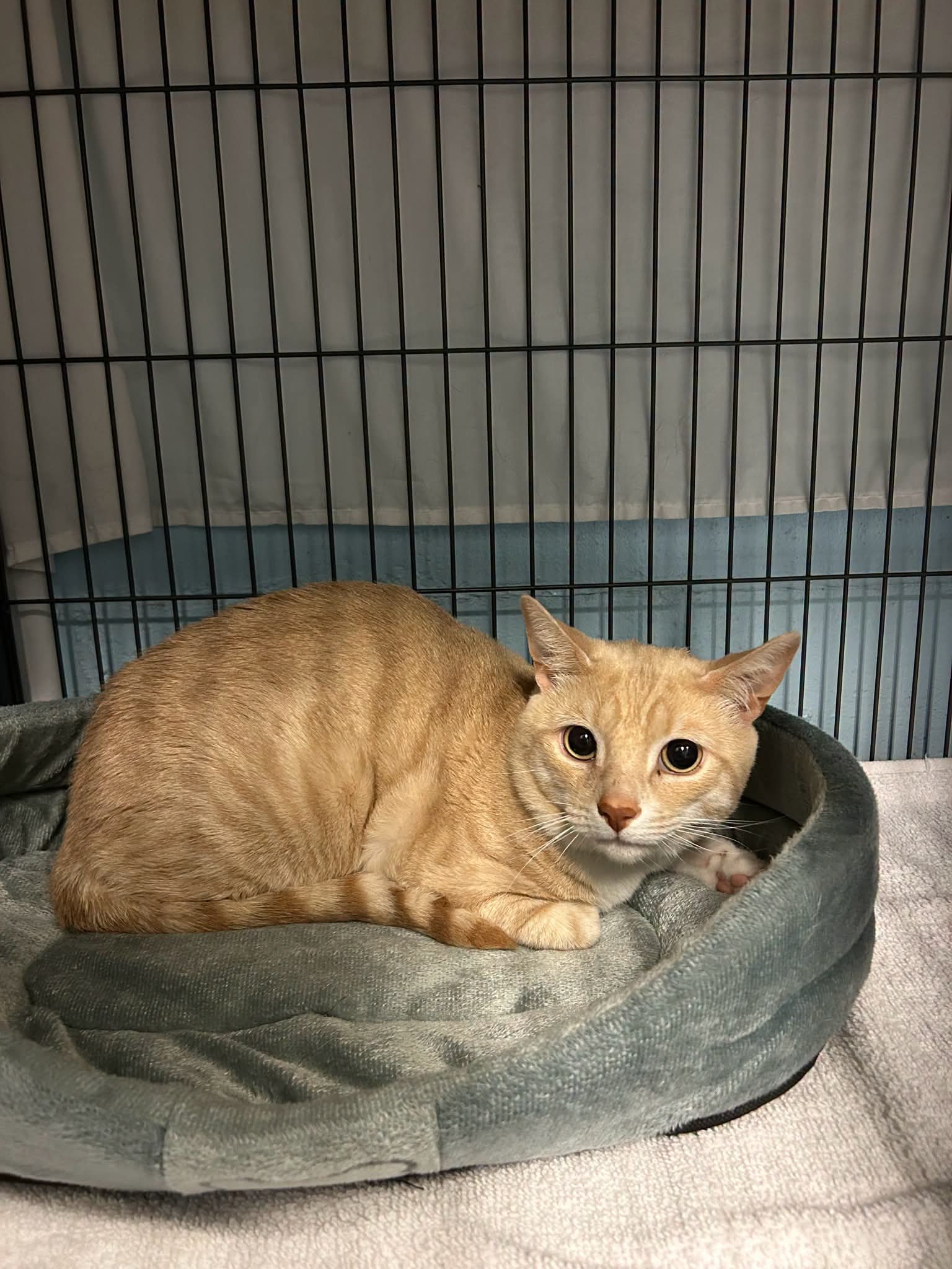 Found cat in Dartmouth