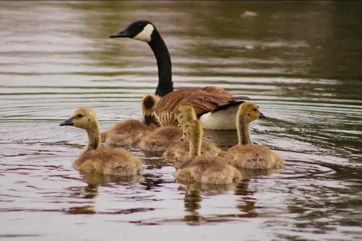 Tomorrow, we celebrate Canada Day and the Shubenacadie Wildlife Park’s 72nd Birthday!