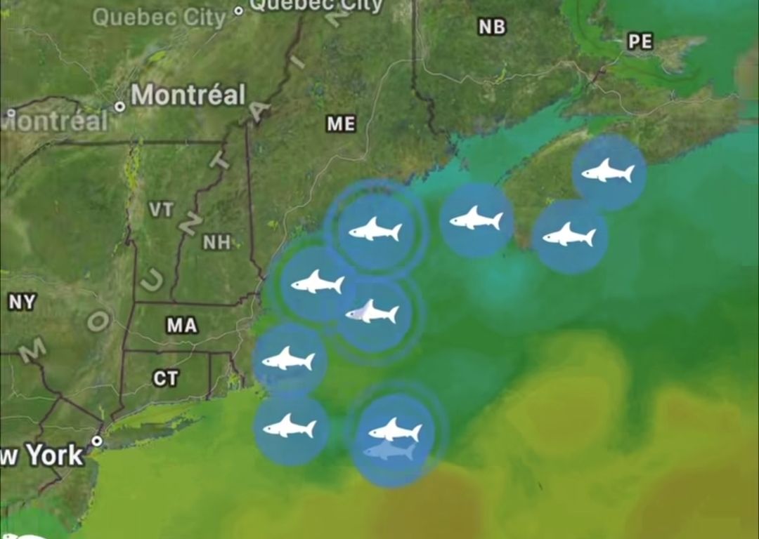 WHITE SHARKS ARE CHECKING INTO THEIR SUMMER DESTINATIONS