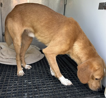 Found pets currently in the care of Halifax Animal Services