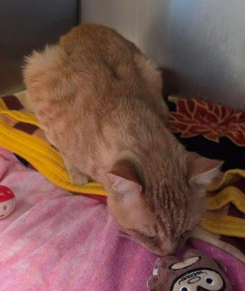 Found pets currently in the care of Halifax Animal Services