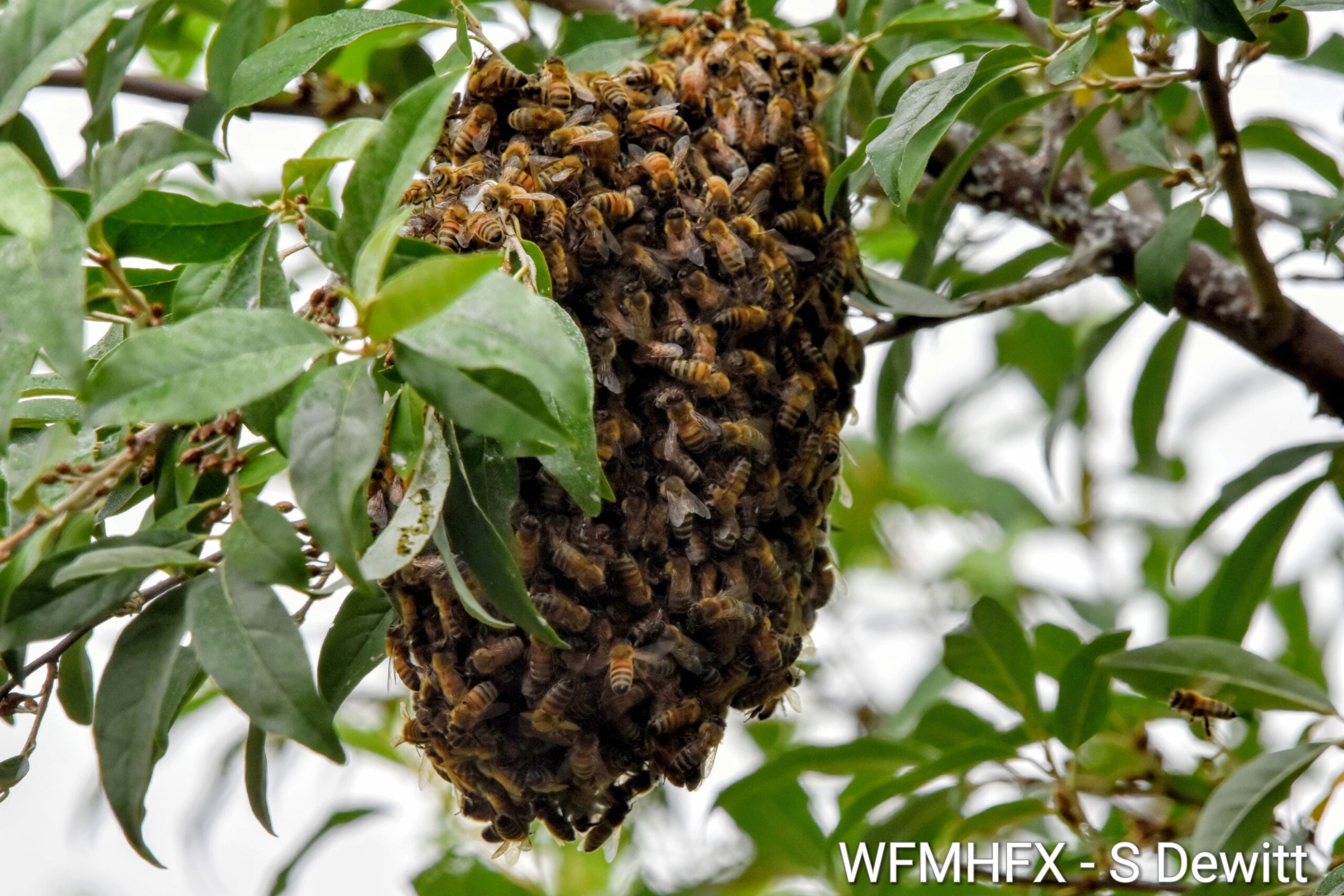 DYK? There is a Nova Scotia Beekeepers Association