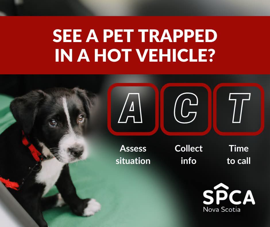 See a pet trapped in a hot vehicle? Remember… ACT! A-C-T.