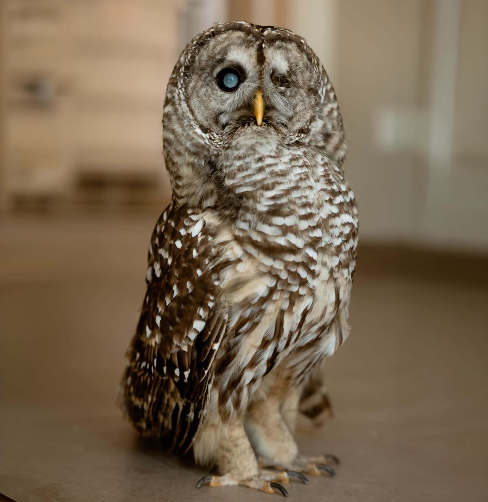 It was 15 years ago today, that Oliver the Owl came to stay...