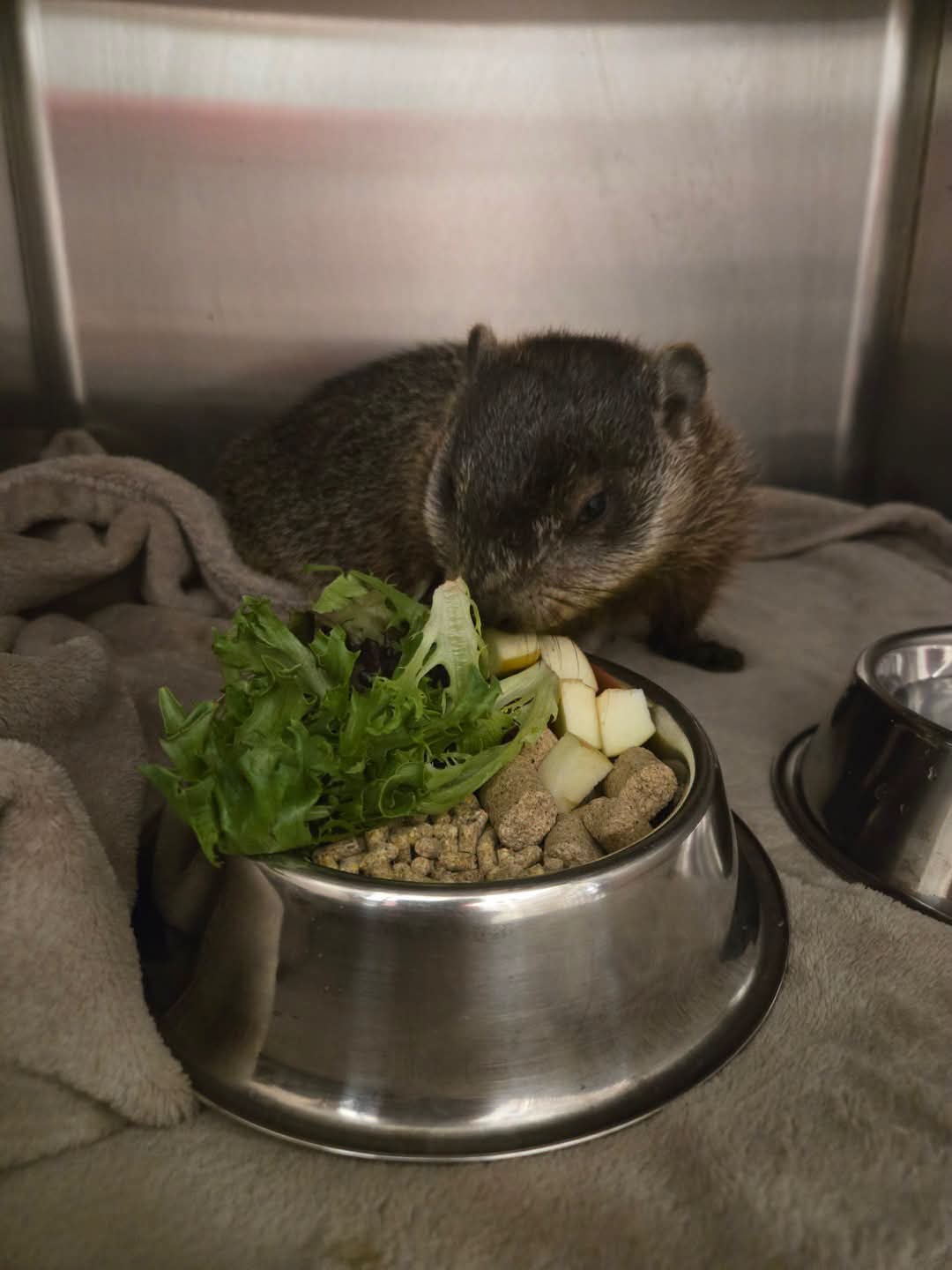 Truro Police Service received a report of an injured groundhog on Queen Street. Officers responded and located the animal