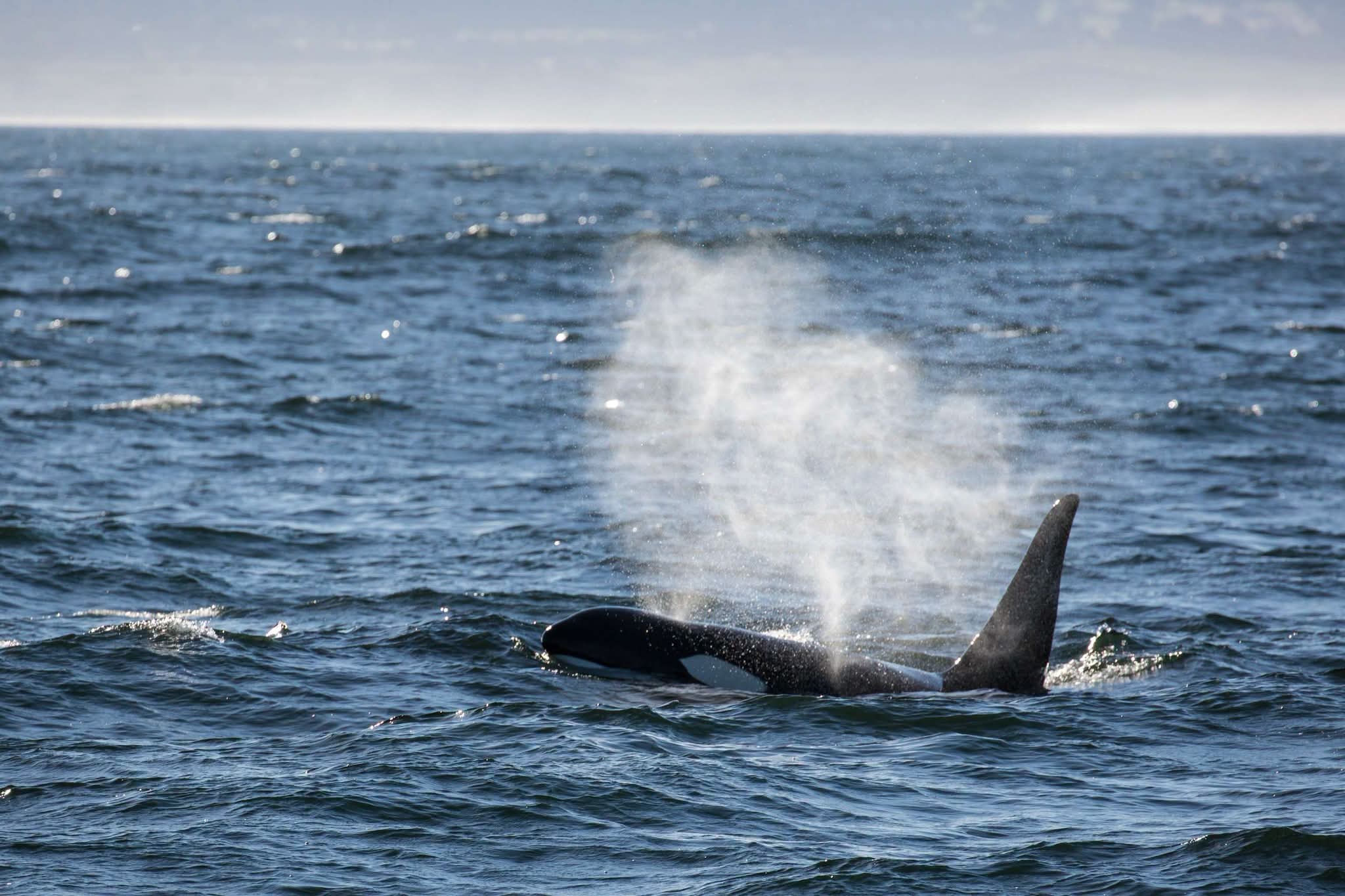 It’s not every day that killer whales are spotted in Atlantic Canada, but recently, some were seen off the coast of Nova Scotia and in the Bay of Fundy!