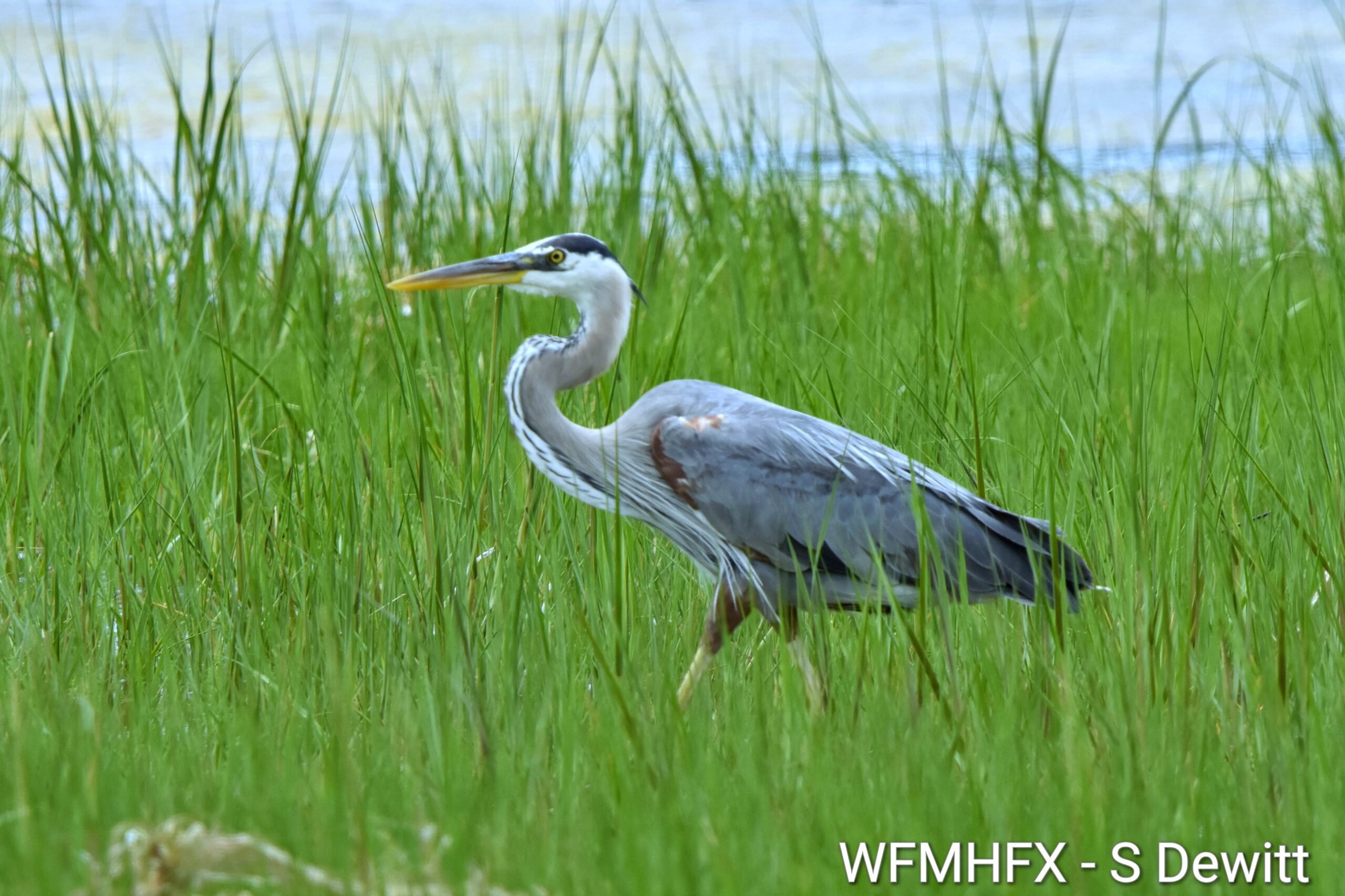 Celebrate **Wetlands Appreciation Week** with Bird Friendly Halifax!