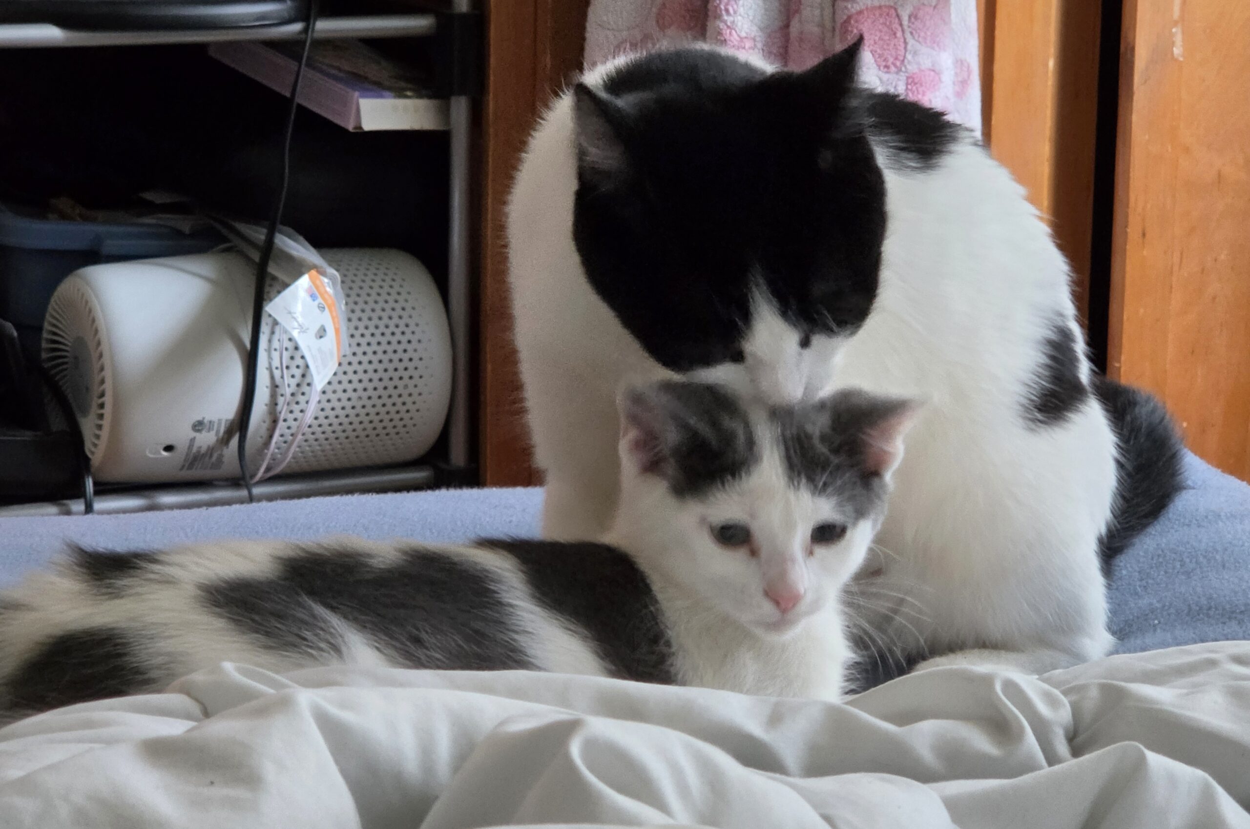 International Cat Day