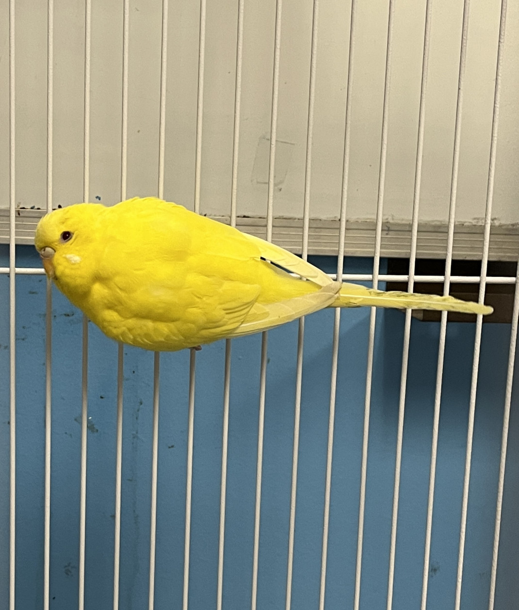 Found pets currently in the care of Halifax Animal Services