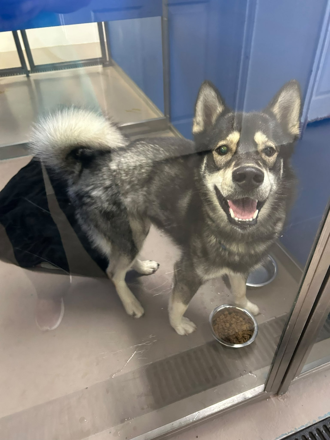 Found pets currently in the care of Halifax Animal Services