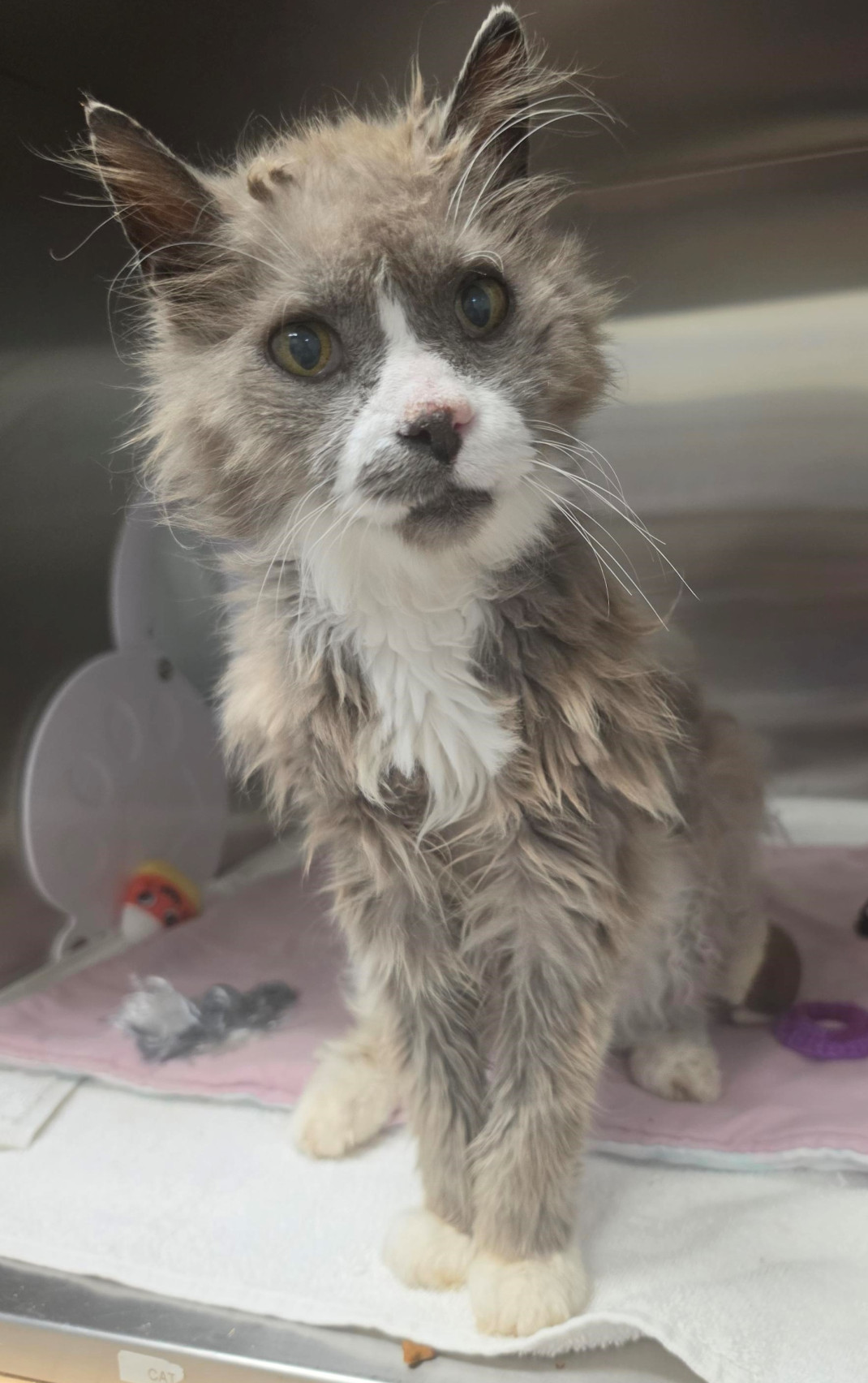 Found pets currently in the care of Halifax Animal Services