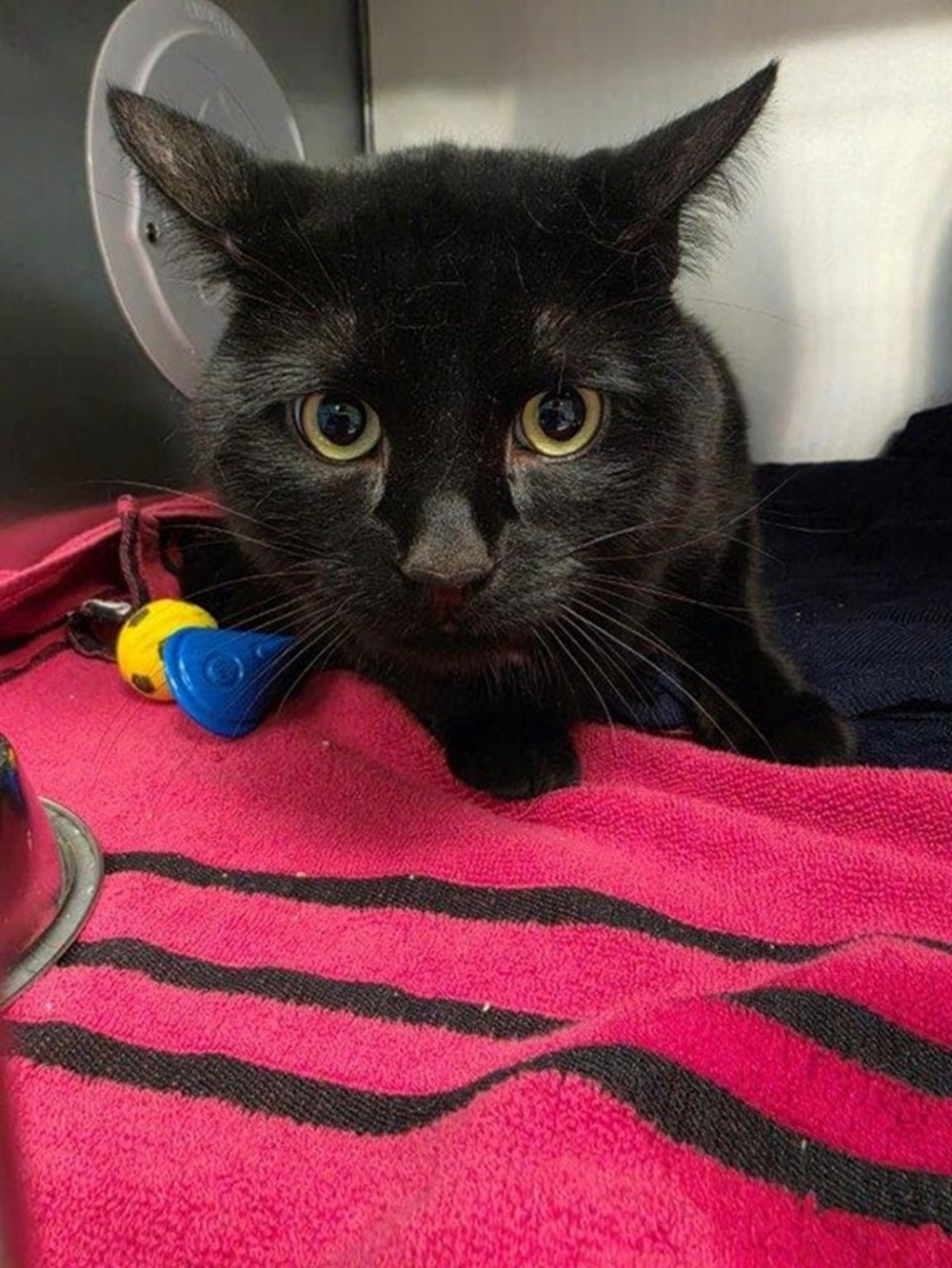 Found pets currently in the care of Halifax Animal Services