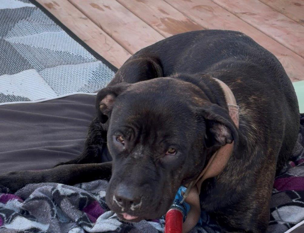 Found pets currently in the care of Halifax Animal Services