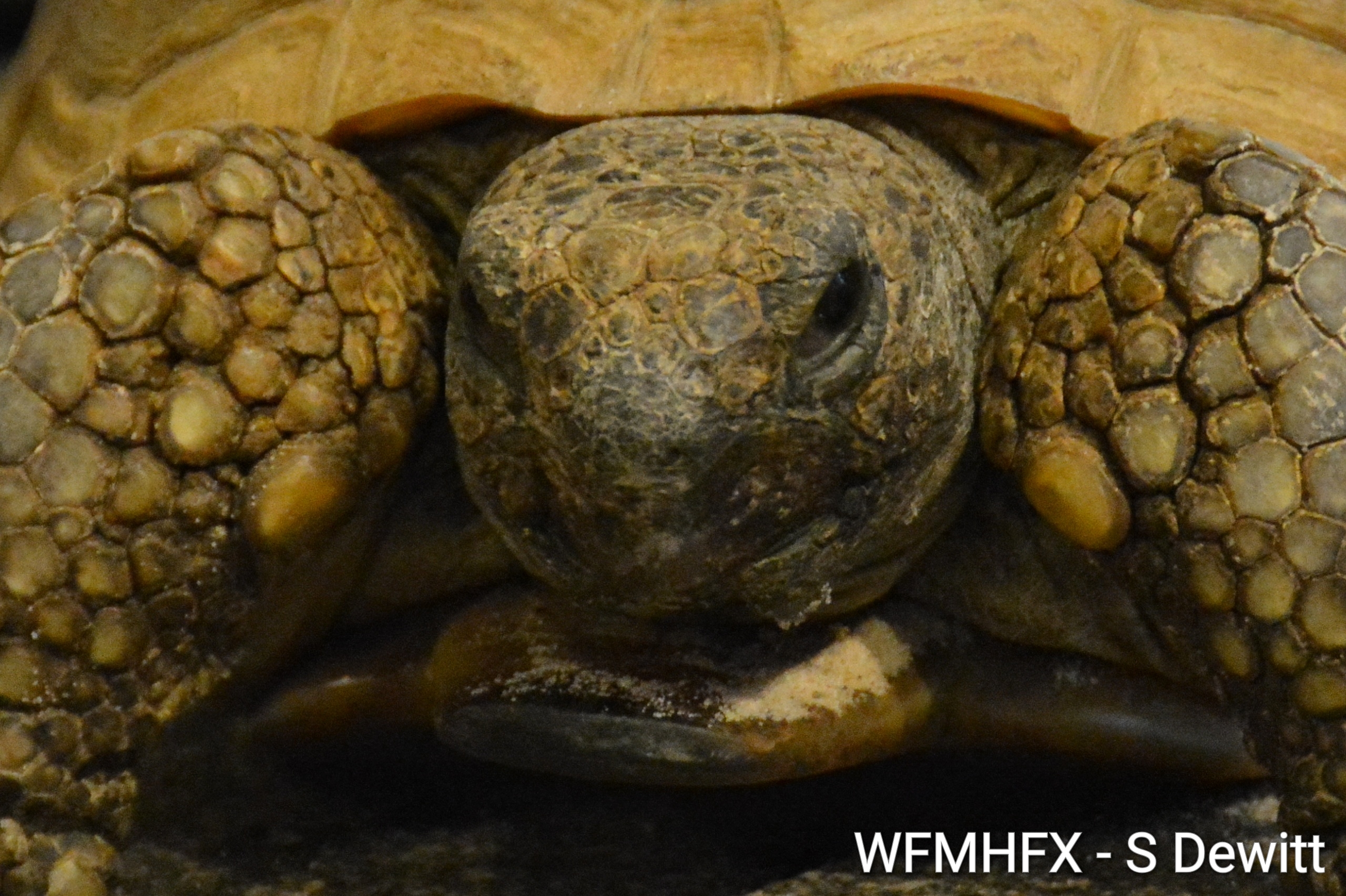 In photos – Gus the mighty gopher tortoise turned 104 today at a special celebration at the Museum of Natural History!