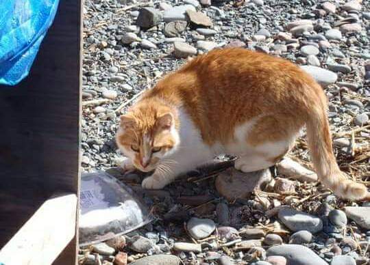 Donation Brings TNR Back to the Nova Scotia SPCA