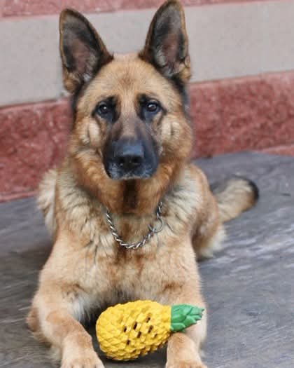 We want to make sure summer = fun, so here are some tips to remember to keep your pet safe