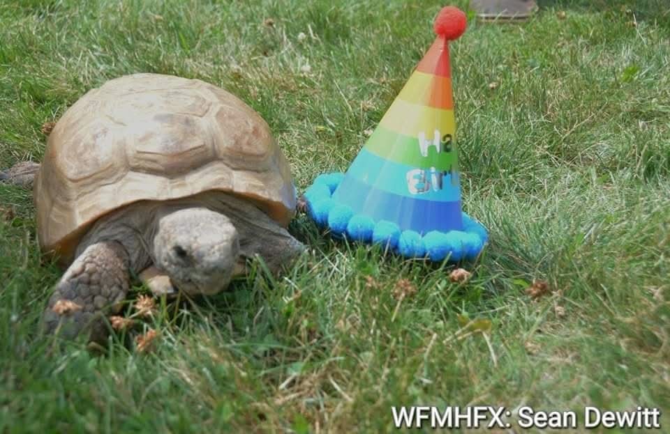 Celebrate Gus' hatchday this weekend!